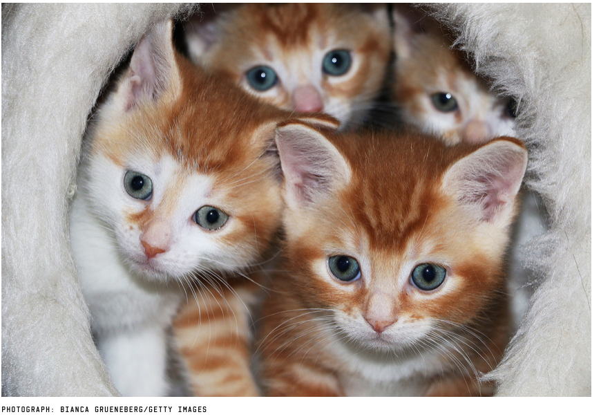 Multiple Kitties